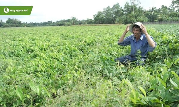 Trồng khoai mỡ ngoài ruộng