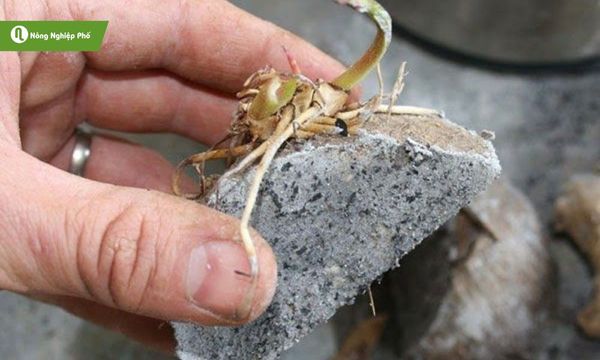 Chọn giống khoai mỡ đạt chuẩn