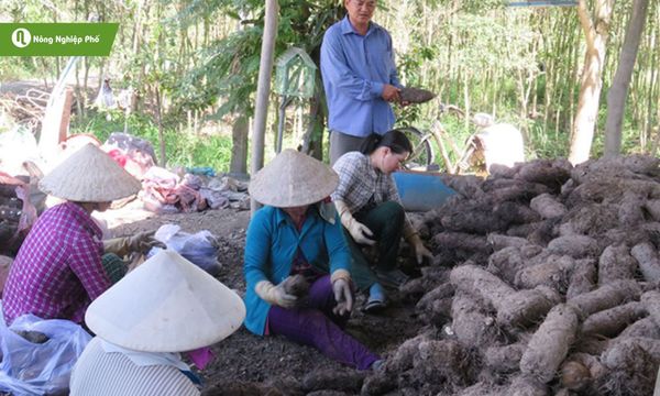 Thu hoạch khoai mỡ đạt chuẩn