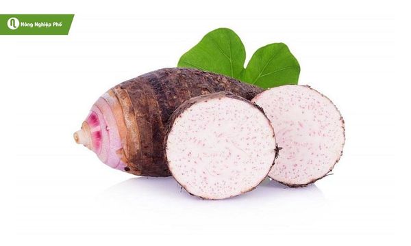 Khoai môn – cây trồng dễ chăm, củ to dẻo và giàu dinh dưỡng.