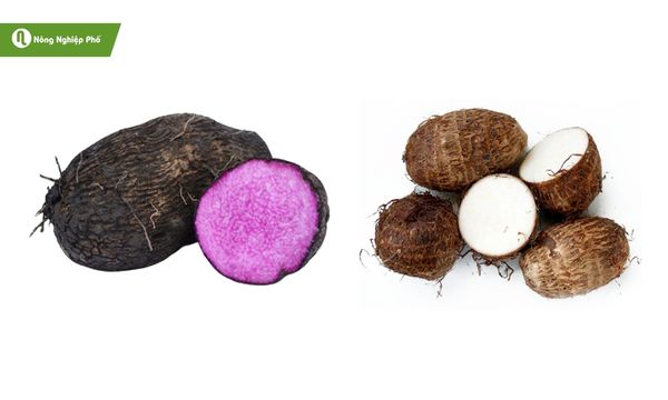 Khoai môn sọ và khoai môn tím là hai giống phổ biến, củ to, ngon, dẻo.