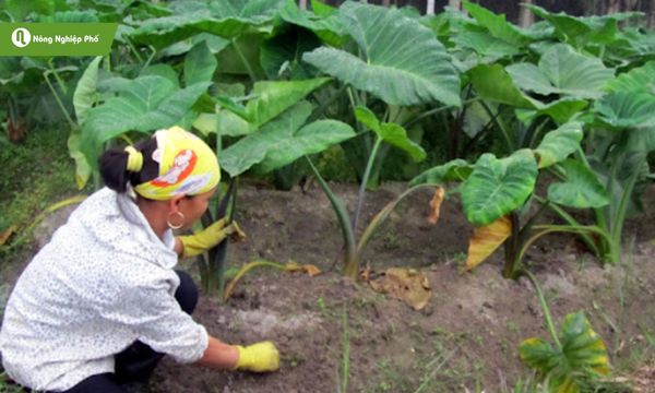 Tưới nước, bón phân và vun gốc là cách chăm khoai môn hiệu quả.