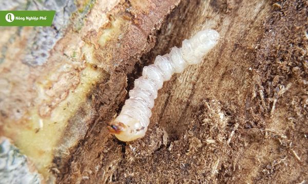 Sâu đục thân khoai môn tác nhân gây hại làm cây còi cọc, củ thối.