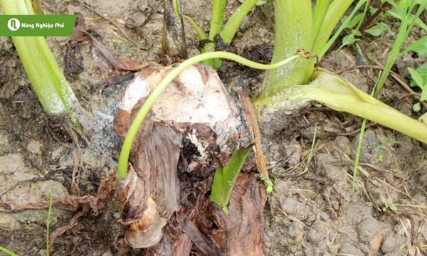 Bệnh thối củ khoai môn khiến củ mềm, nhũn và giảm giá trị thu hoạch.