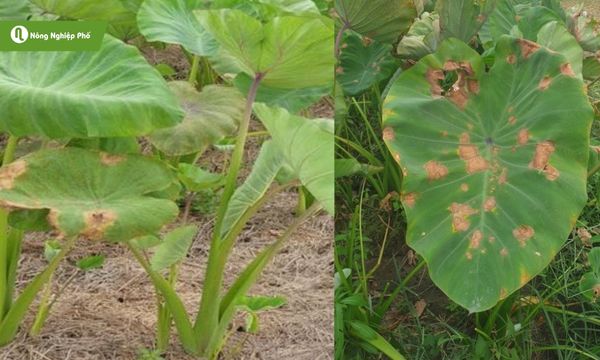 Bệnh cháy lá khoai môn lá khô vàng, ảnh hưởng đến sinh trưởng và năng suất.