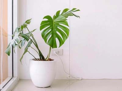 cach-cham-cay-monstera