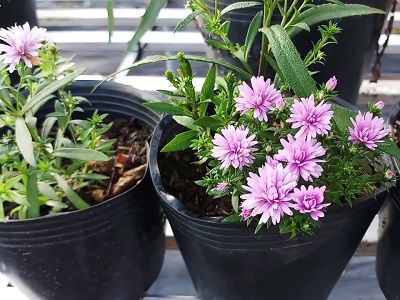 Hoa thạch thảo  ý nghĩa cách trồng và chăm sóc hoa tại nhà