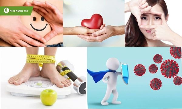 Lợi ích sức khỏe từ khoai mỡ trắng