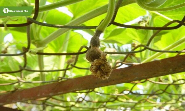 Bệnh thối trái non là mối nguy thầm lặng khiến bầu bí rụng trái hàng loạt.