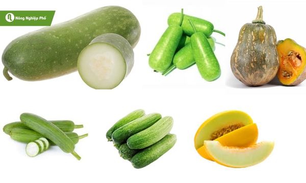 Bầu bí, dưa leo, mướp… đều là “nạn nhân quen mặt” của bệnh thối trái non.