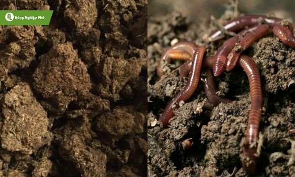 Phân trùn quế và phân bò - Phân nào tốt hơn