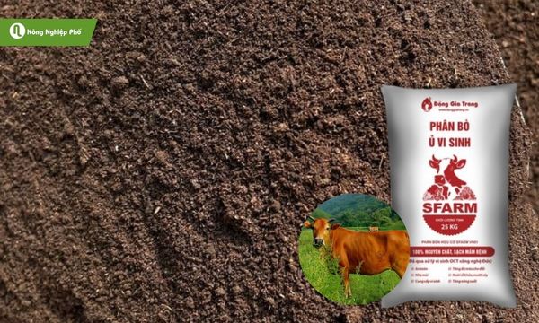 Phân bò, loại phân hữu dụng cho cây trồng