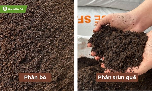 Phân trùn quế và phân bò đều có những ưu điểm vượt trội