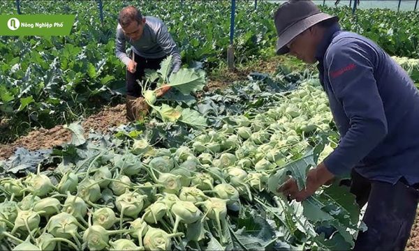 Canh tác thông thoáng, tưới tiêu hợp lý giúp su hào khỏe, giảm nguy cơ bệnh.