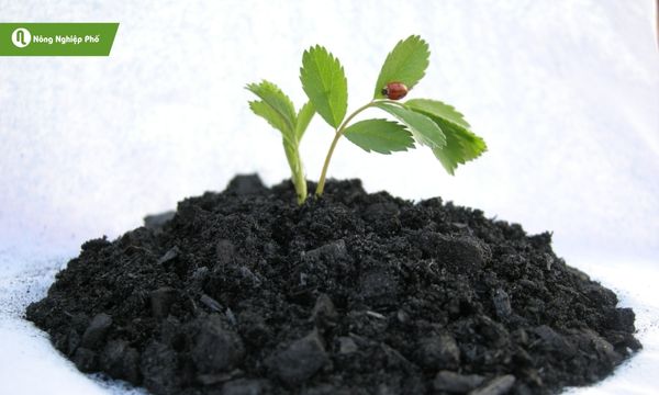 Than sinh học (Biochar) là gì?