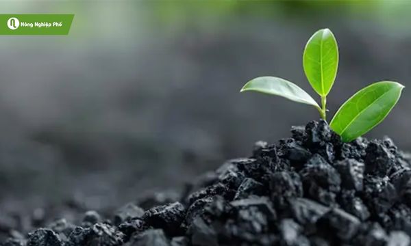 Than sinh học mang lại nhiều lợi ích cho cây trồng