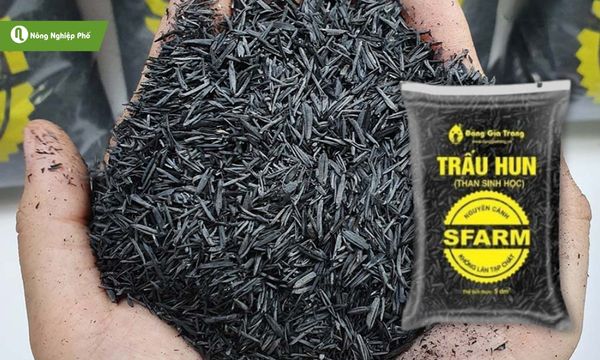 Trấu hun SFARM cùng là than sinh học