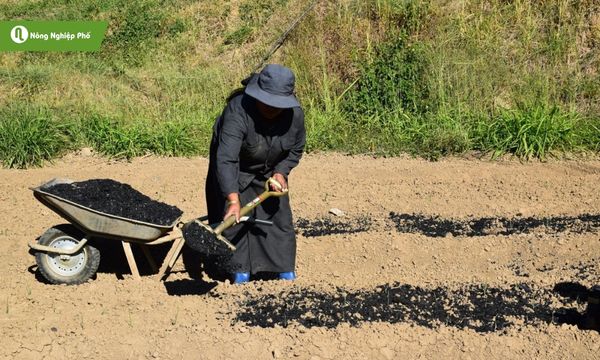 Than sinh học giúp cải thiện và bảo vệ đất lẫn cây trồng