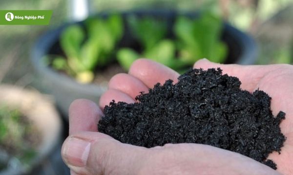 Lưu ý khi sử dụng than sinh học