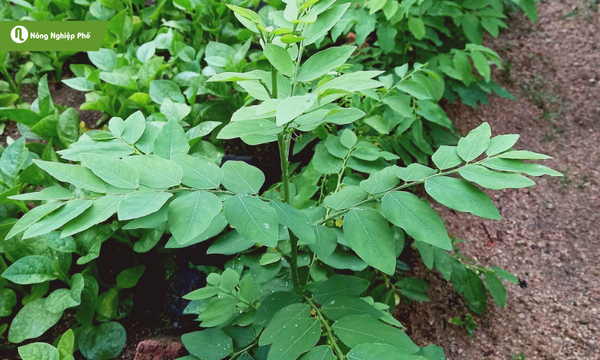 Trồng rau ngót bằng cành tiết kiệm chi phí, đảm bảo nguồn rau sạch