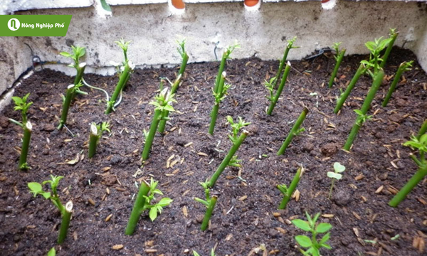 Giâm cành đòi hỏi sự tỉ mỉ để rễ bén nhanh và cây khỏe mạnh