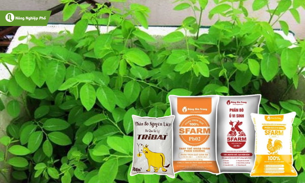 Bổ sung dinh dưỡng cho rau ngót sau khi giâm cành