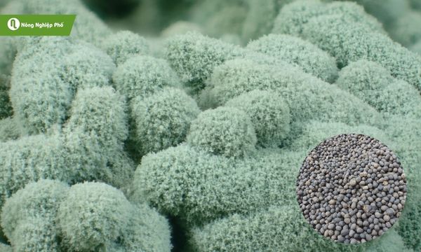 Phân dê và nấm Trichoderma kết hợp giúp đất tơi xốp, cây khỏe mạnh.