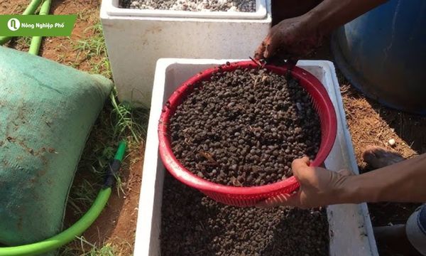 Phương pháp ủ phân dê này giúp nâng cao hiệu quả dinh dưỡng cho cây.