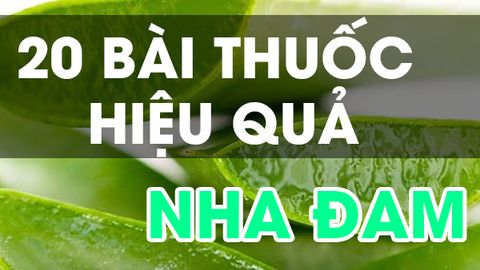 Cây nha đam và 20 bài thuốc trị bệnh hiệu quả