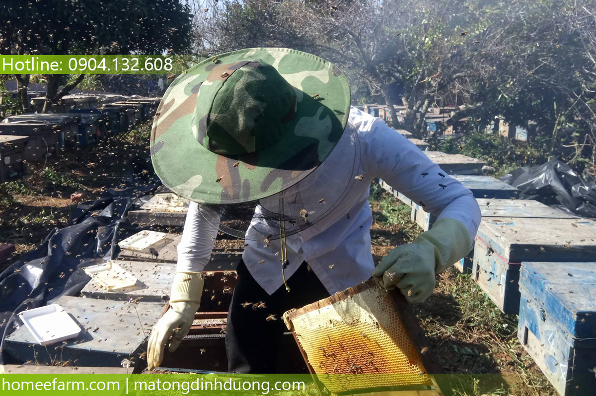 MUA MẬT ONG Ở ĐÂU 100% NGUYÊN CHẤT? - 2 CÂU HỎI PHẢI BIẾT!