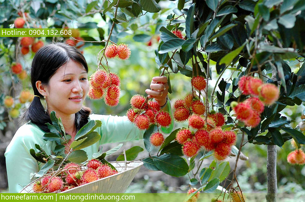 MUA MẬT ONG Ở ĐÂU TẠI VĨNH LONG ĐỂ TĂNG TRÍ NHỚ Ở PHỤ NỮ MÃN KINH