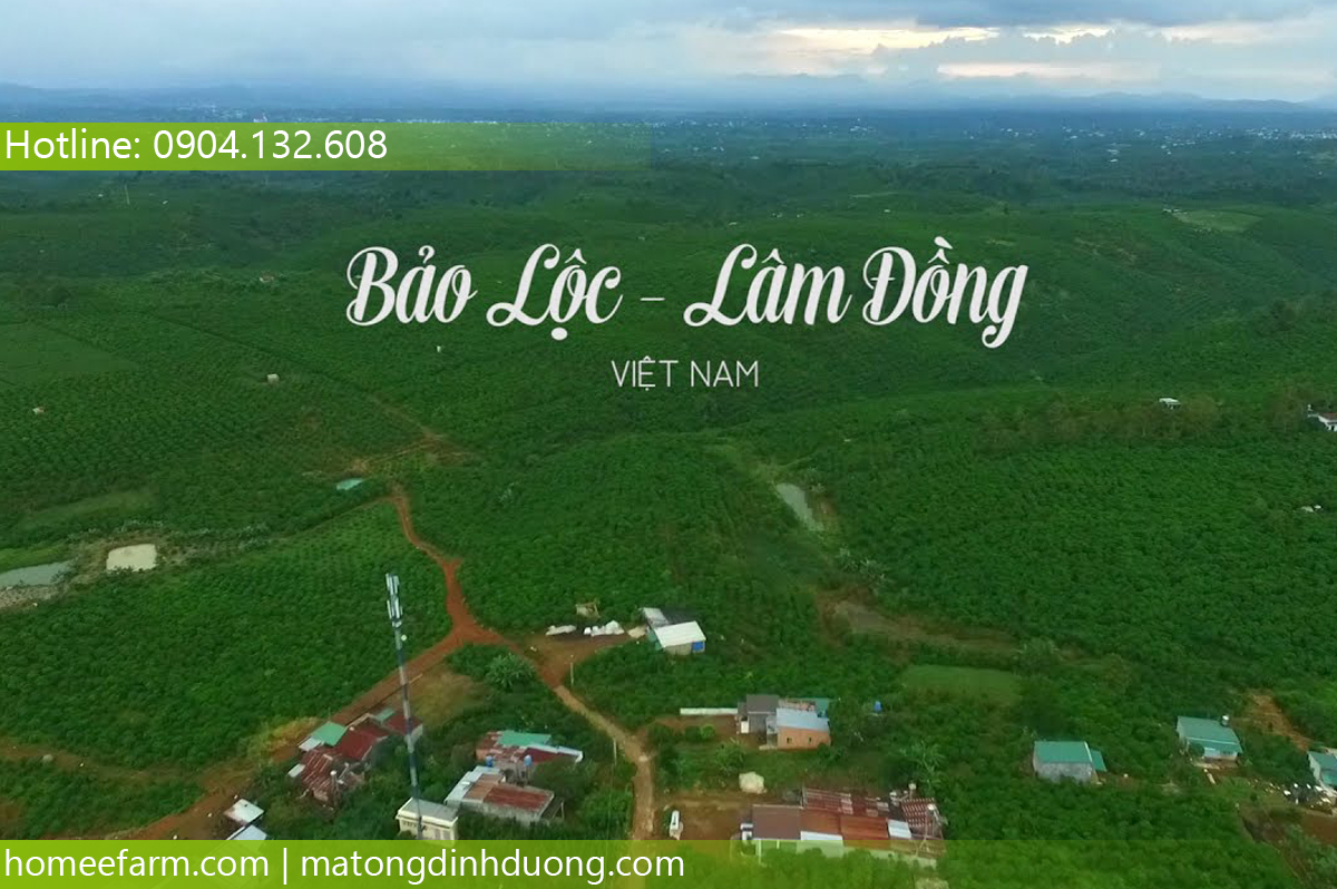 MUA MẬT ONG Ở ĐÂU TẠI LÂM ĐỒNG KHÁC MẬT ONG HOA CÀ PHÊ MÀ VẪN NGON?