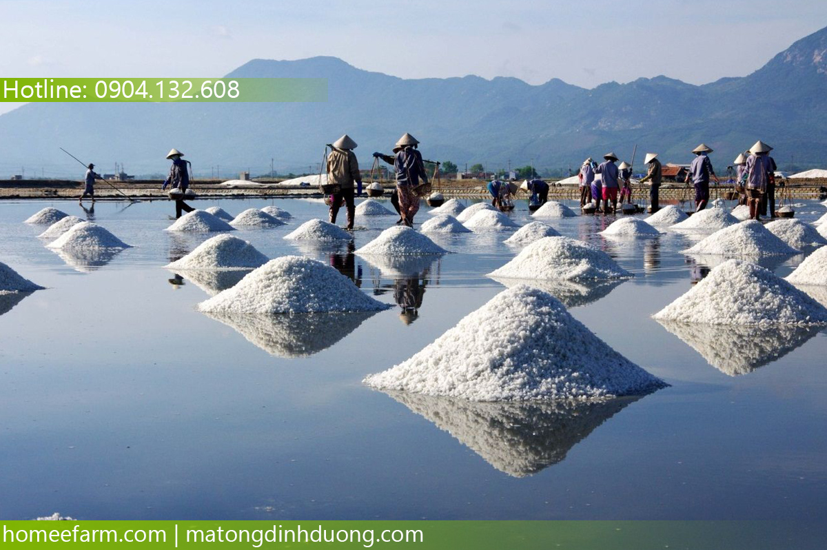 MUA MẬT ONG Ở ĐÂU TẠI QUẢNG NGÃI GIÚP NGƯỜI LỚN TUỔI CHỮA BỆNH HÔ HẤP?