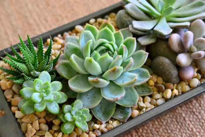 Top 7 loài hoa có sức sống mạnh mẽ nhất mà bạn không nên bỏ qua