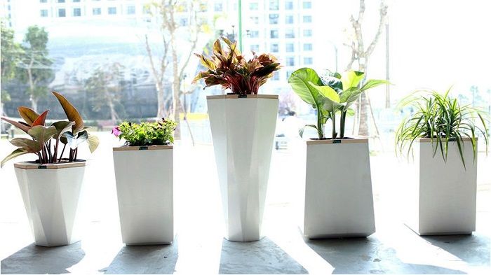 Cách chống ngập úng cho cây cảnh trồng chậu cực hay nên lưu lại