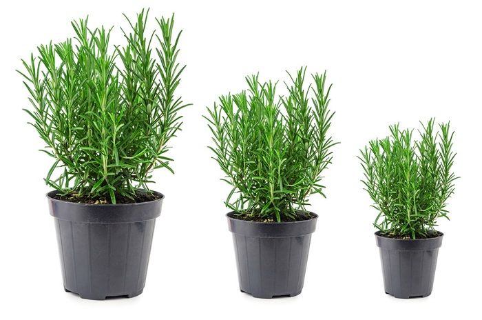 Mách bạn cách trồng cây hương thảo làm cảnh tại nhà