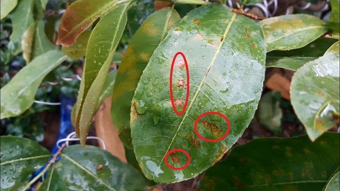 Bệnh đốm lá và cách chữa, phòng cho cây cảnh bon sai