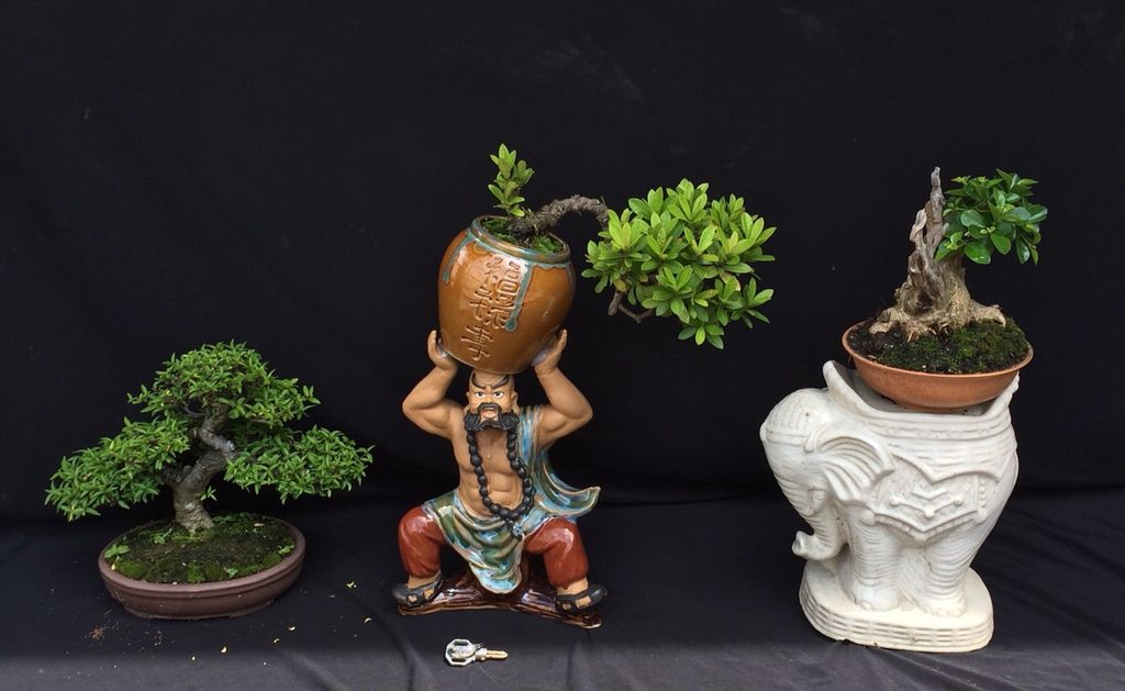 10 cây bonsai để bàn làm việc lý tưởng cho dân văn phòng