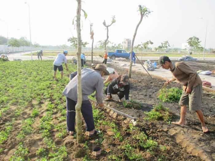 Các loại đất dùng cho cây công trình mà bạn không nên bỏ qua