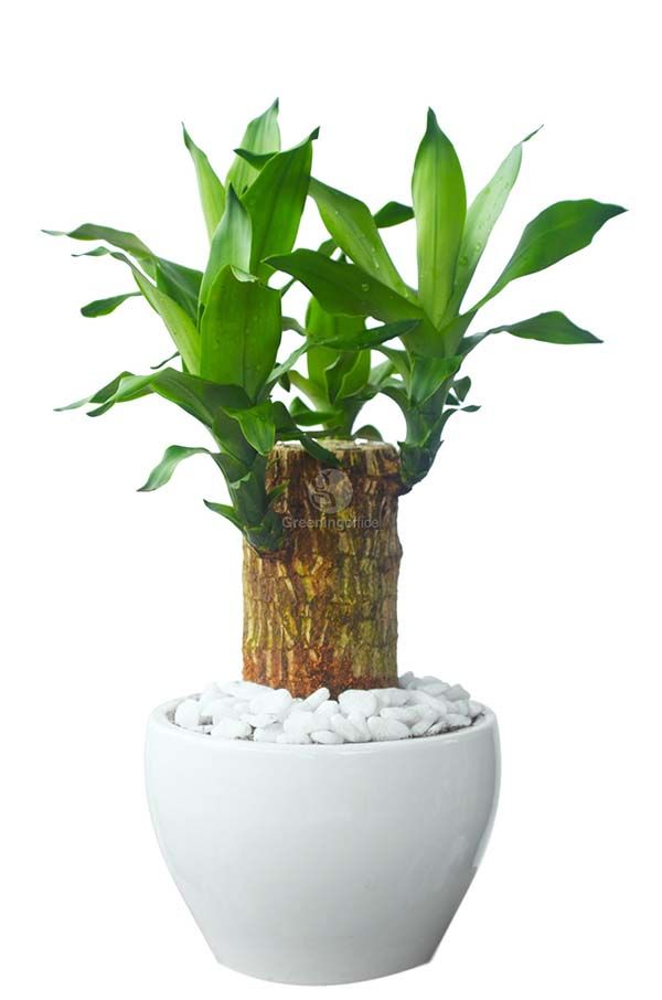 Tham khảo cách cắt tỉa cây thiết mộc lan thực hiện đơn giản tại nhà