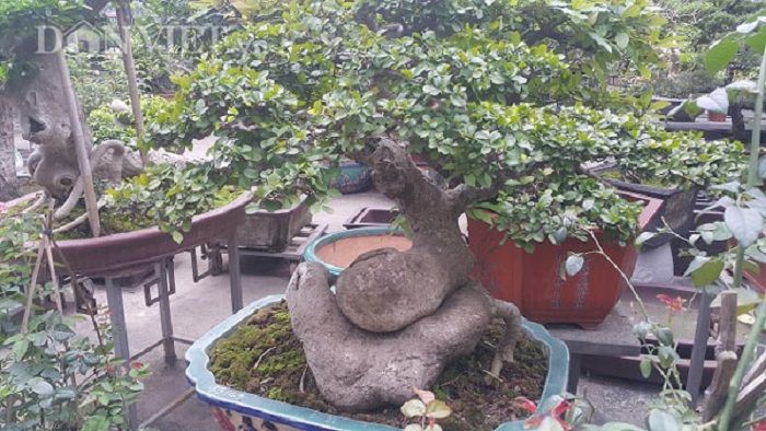 Tham khảo vài cách chọn phôi cây cảnh đơn giản hiệu quả