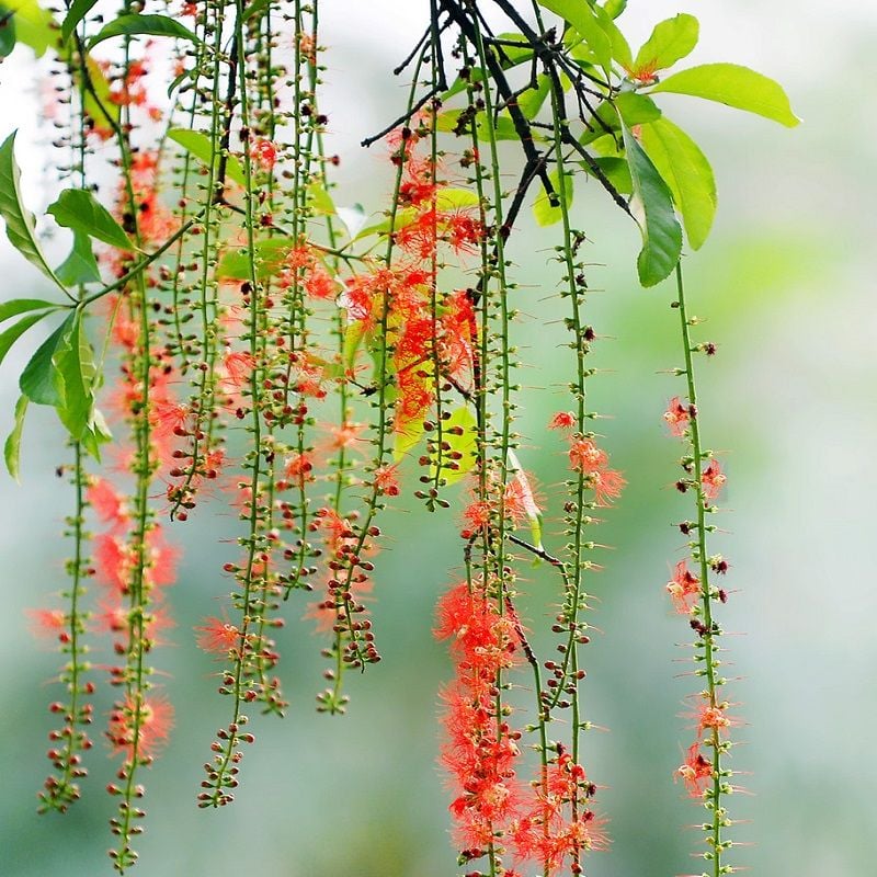 Bạn đã biết cách tỉa cành cây lộc vừng như thế nào chưa?