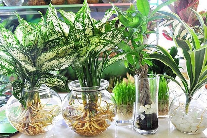 Cách chọn cây cảnh cho người tuổi Tý chuẩn nhất năm 2019