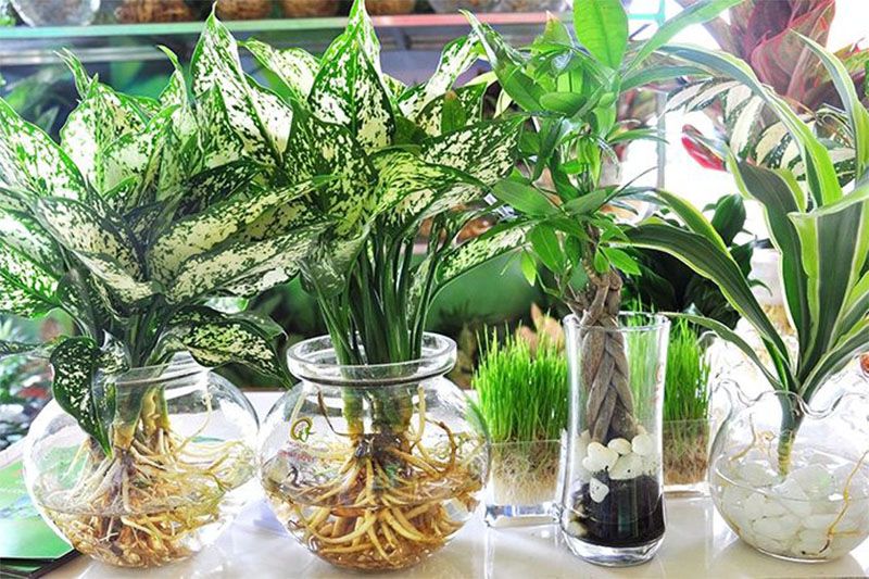 10 cây để bàn thủy canh đẹp gia tăng tài lộc cho gia chủ