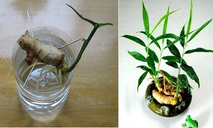 Cách trồng gừng làm cảnh tại nhà hoặc nơi làm việc