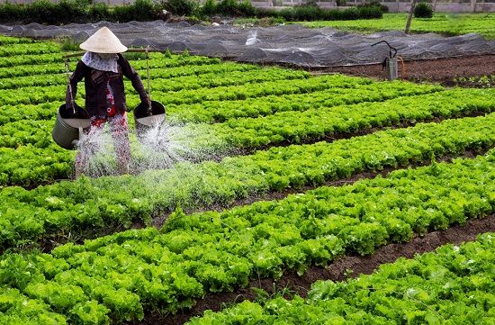 Hướng dẫn cách tưới đạm cho cây đơn giản và hiệu quả