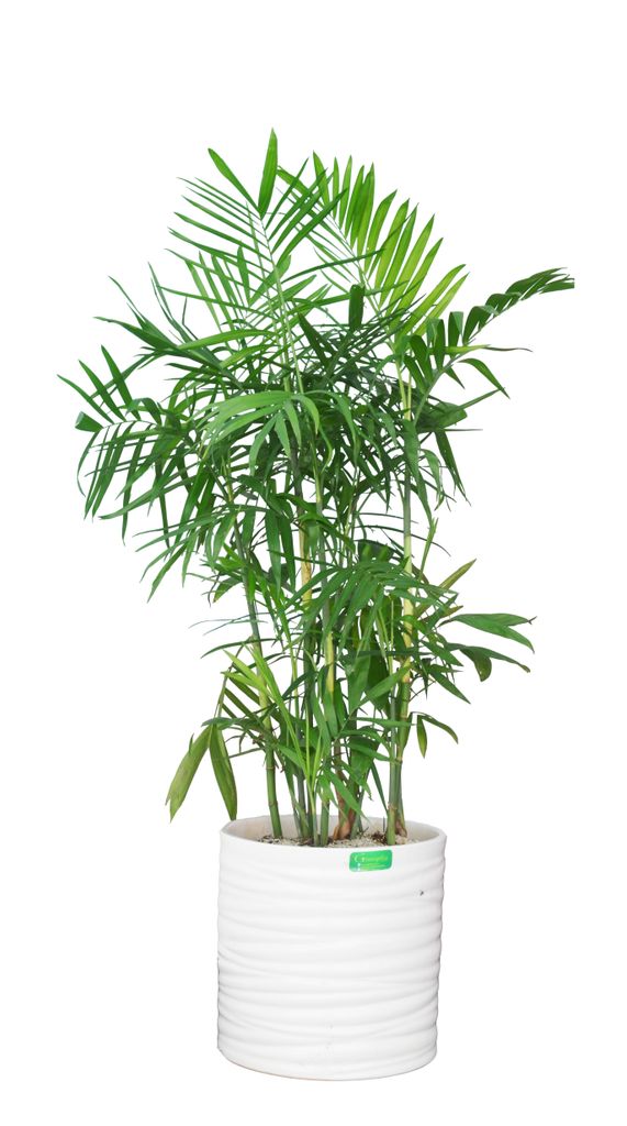 Mang gió Đại Tây Dương đến văn phòng khi thuê cây cau Hawai