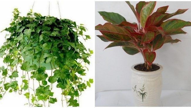 Cây cảnh cho người tuổi Dần và những điều nhất định phải biết