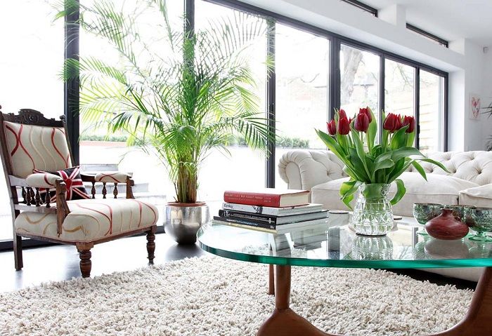 Cây cảnh cho người tuổi Thìn – Tuổi Thìn hợp cây gì?