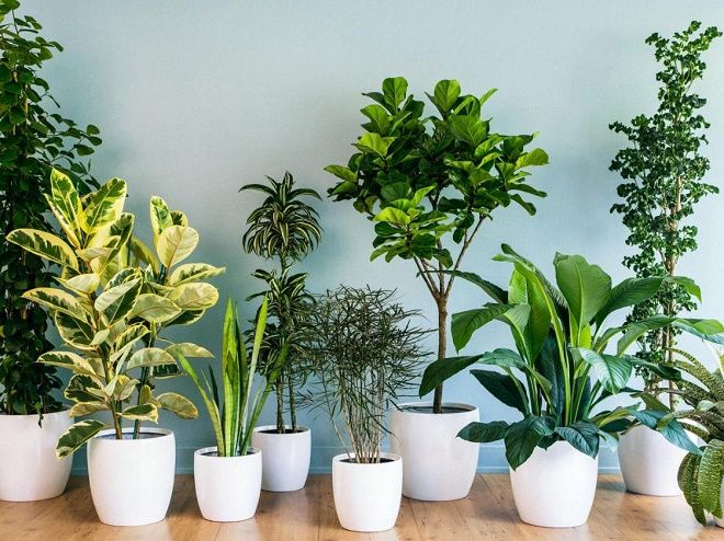 Cây cảnh cho người tuổi Sửu - Tuổi Trâu và màu xanh cây lá